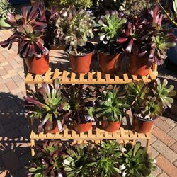 AEONIUM Succulent Plants 3 For $10.00