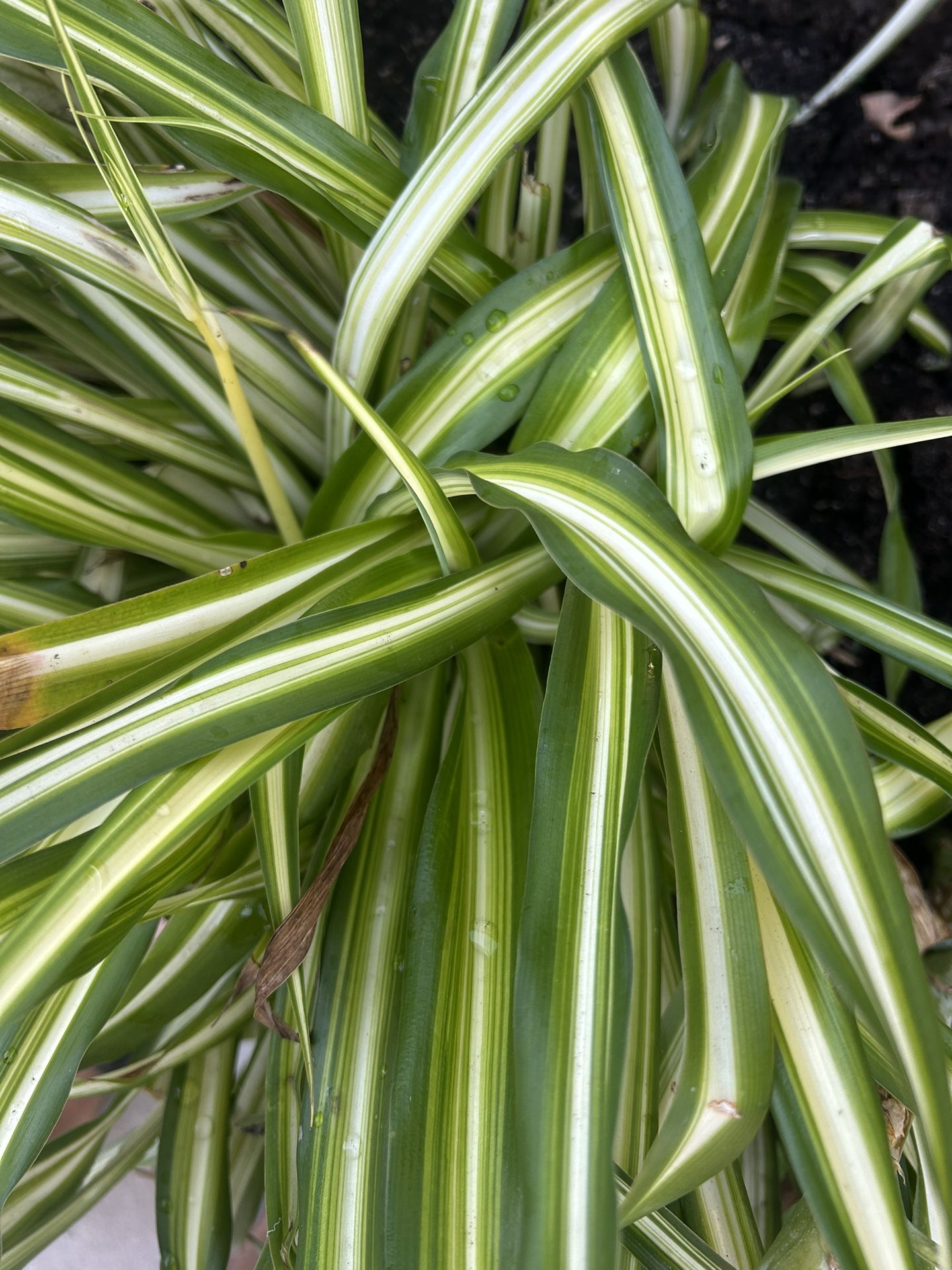 Big Spider Plant