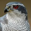 GOSHAWK 💎