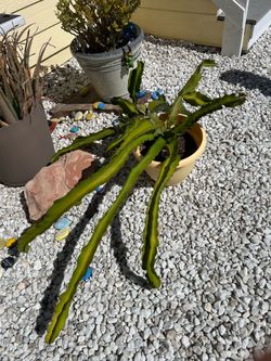 Dragon Fruit Plant