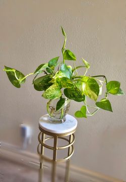 Indoor Plant with vase