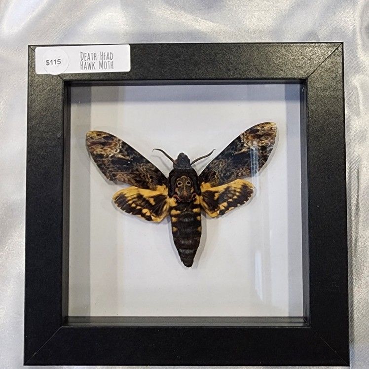 Death Head Hawk Moth In 5x5 Shadow Box Real Entomology