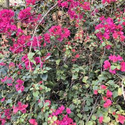 Pink Bougainvillea Cuttings