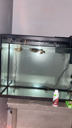 fish tank