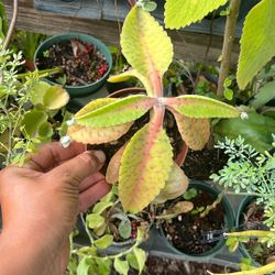 Donkey Ear Succulent Live Plant