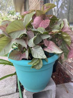 Real Ornamental Plant