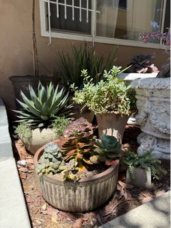 Potted succulents. Various sizes, estate planters in pairs, small to large, lemon, rose tree