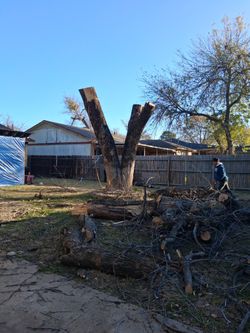 Tala De Arbol Free Estimate 