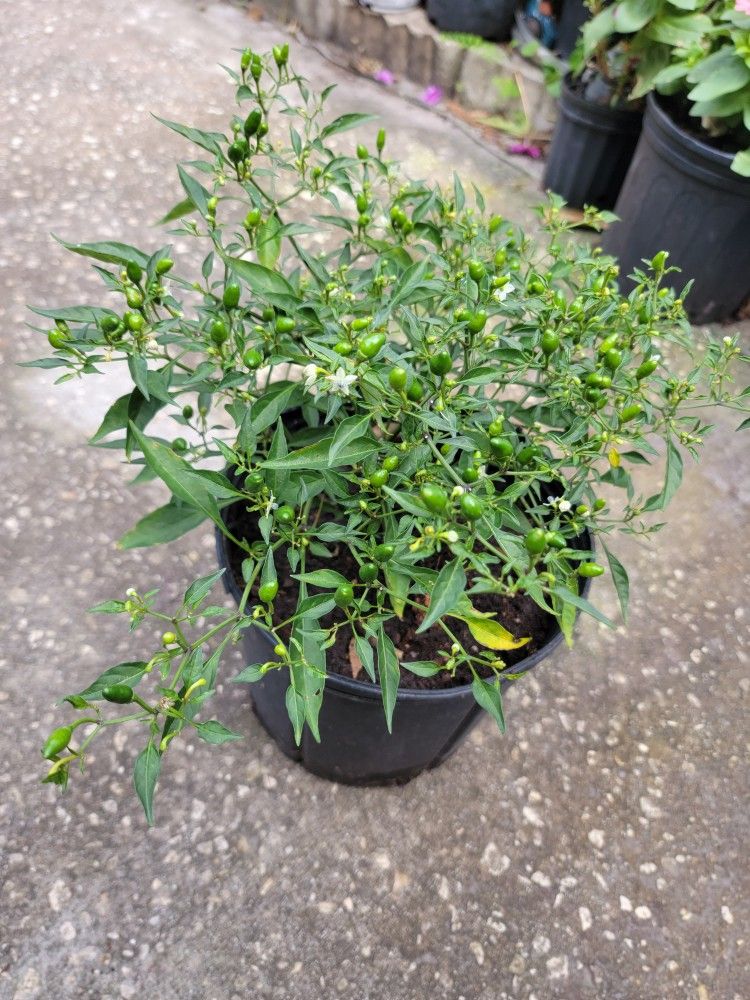 Hot Thai Peppers Plant 