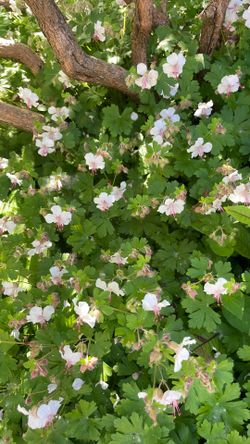 Hardy geranium