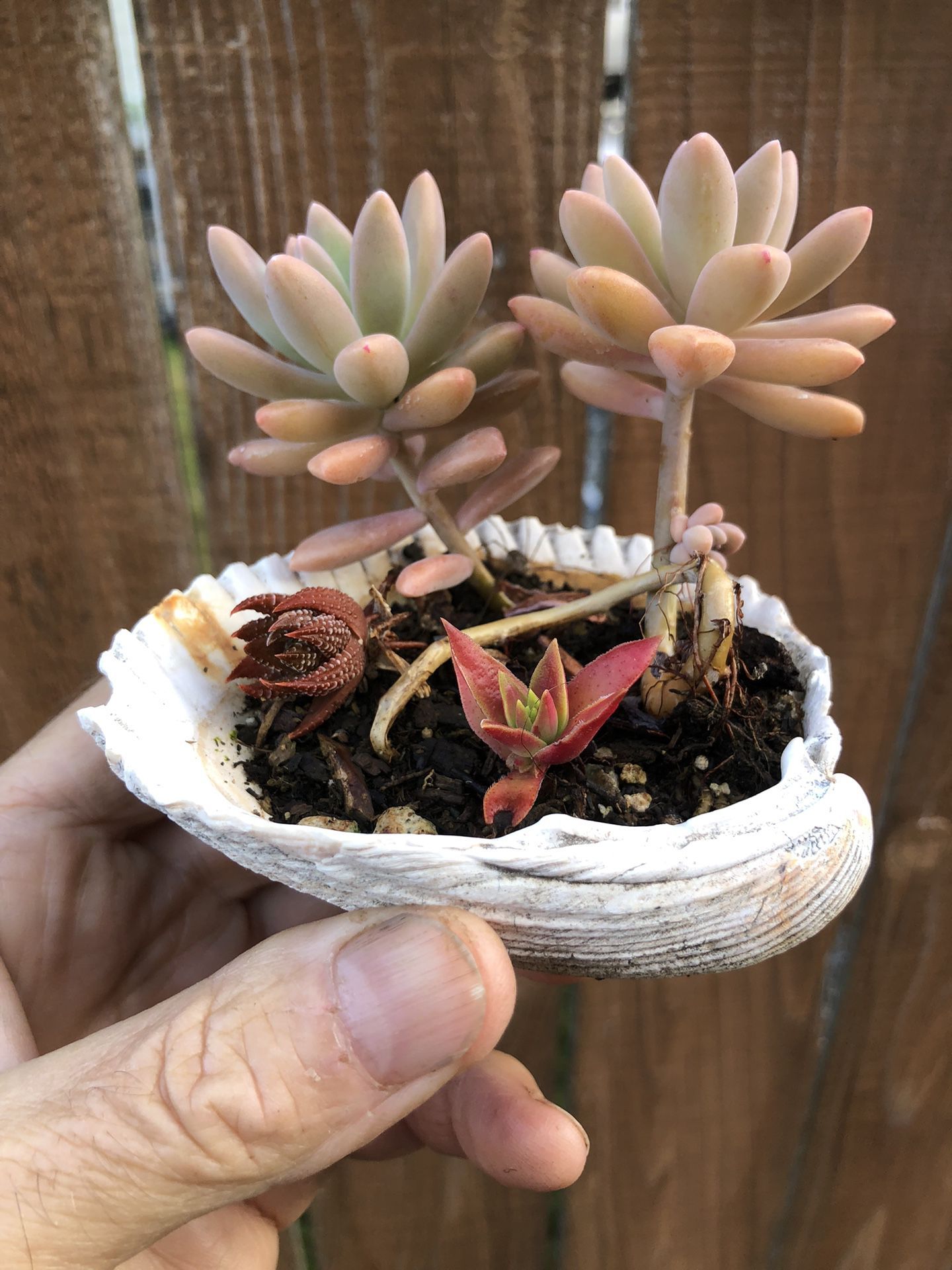 Miniature succulent garden in a seashell