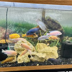 Fish Tank Fish 