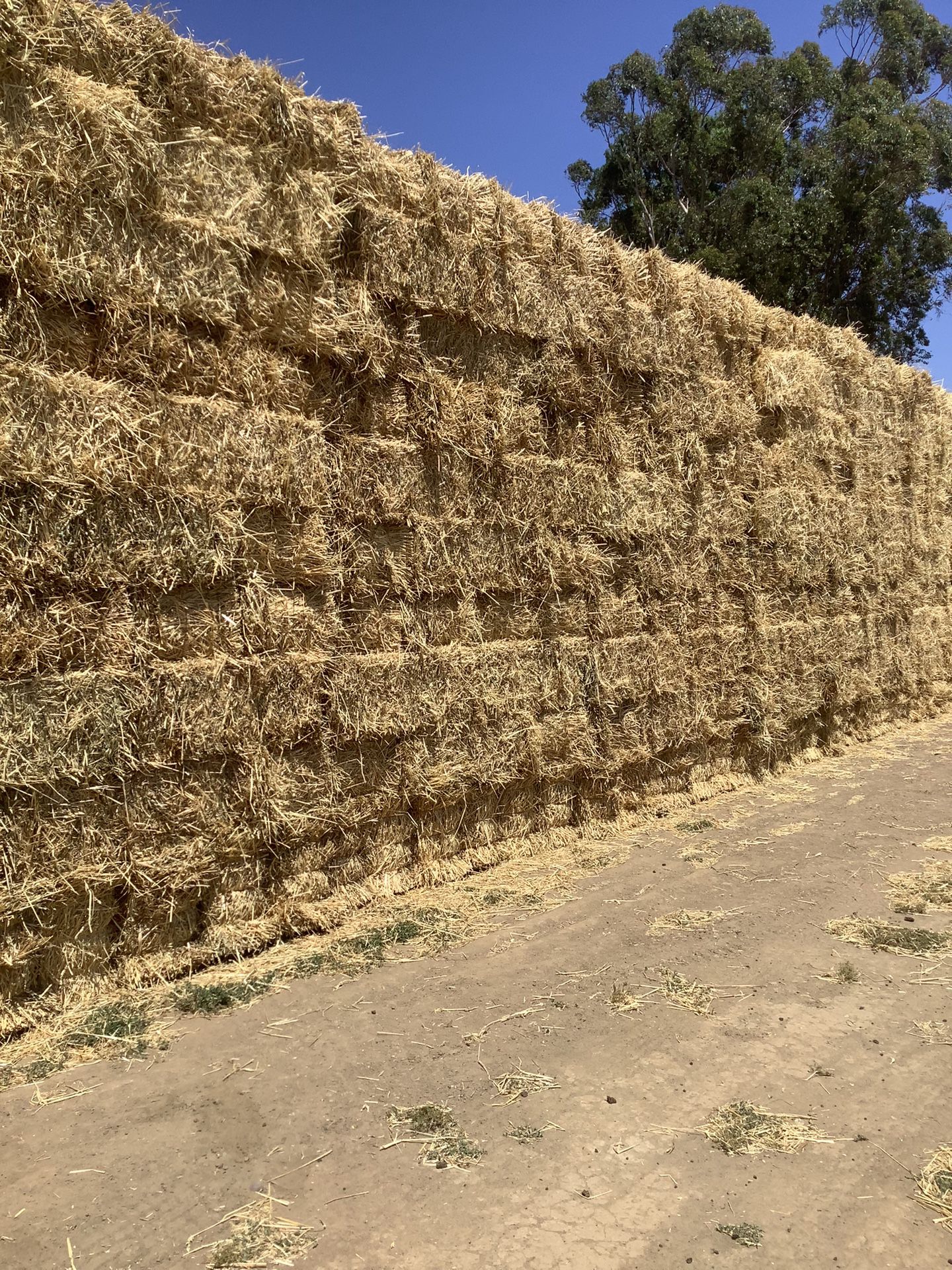 2024 Crop Wheat Hay….Located In Gustine