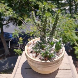 Succulent Arrangement #27 