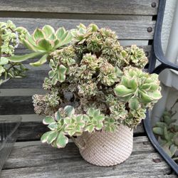 5in Ceramic Pot Crested Aeonium Sunburst Succulent