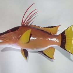 Hogfish Fish Mount 