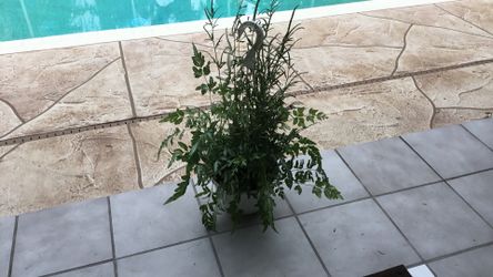 Silver Lace Fern hanging basket