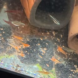 Cherry Shrimp And Orange 