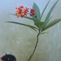 Milkweed Live Plant
