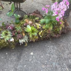 Spring Time Succulent Planter