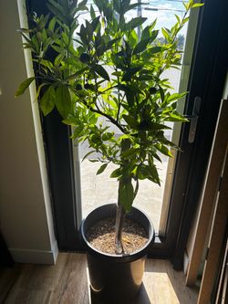 Lime 🍋‍🟩 Citrus Tree