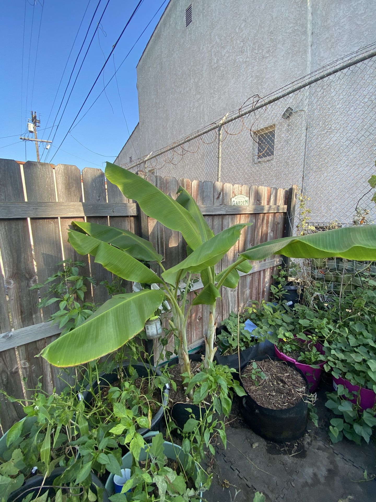 Blue Java Banana Tree