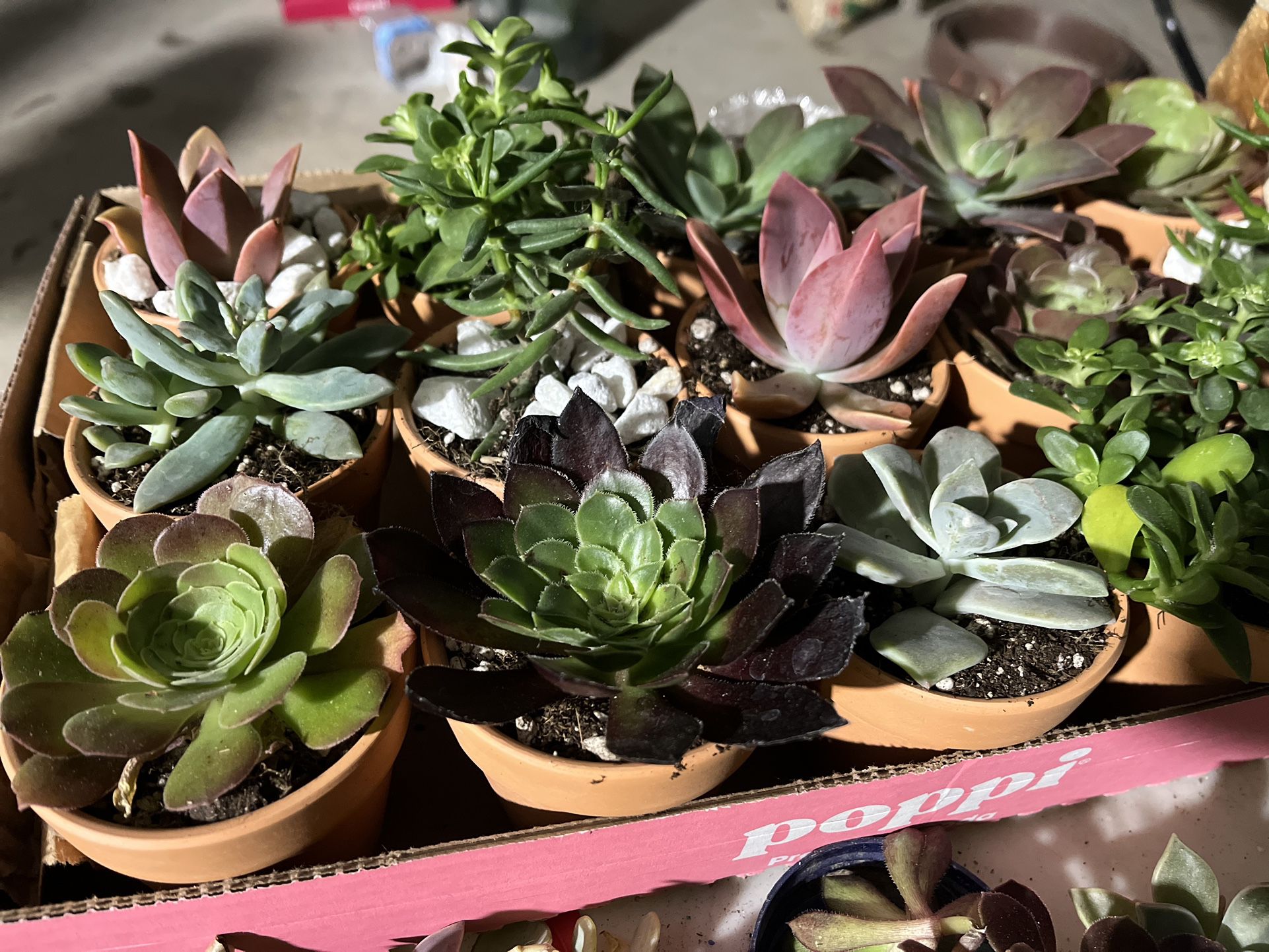 Succulents Plants Gifts Teachers Mothers Day Grad Parties 