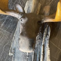 Artist fake moose head