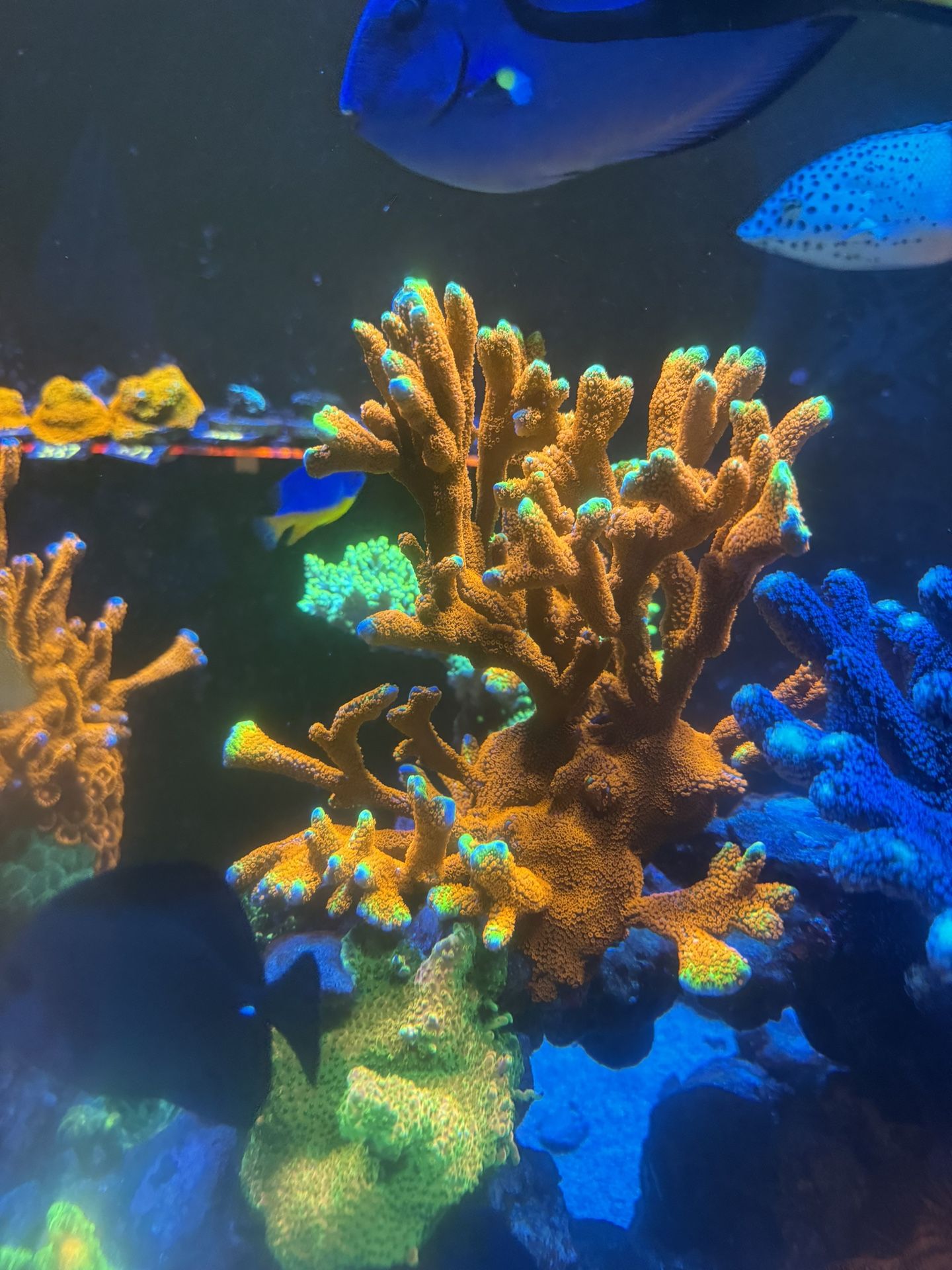 Saltwater Reef Tank Sps F/s Decor