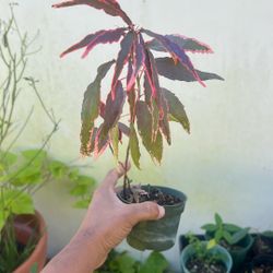 Pink House Plant 4”