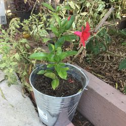 Mandevilla Crimson Red