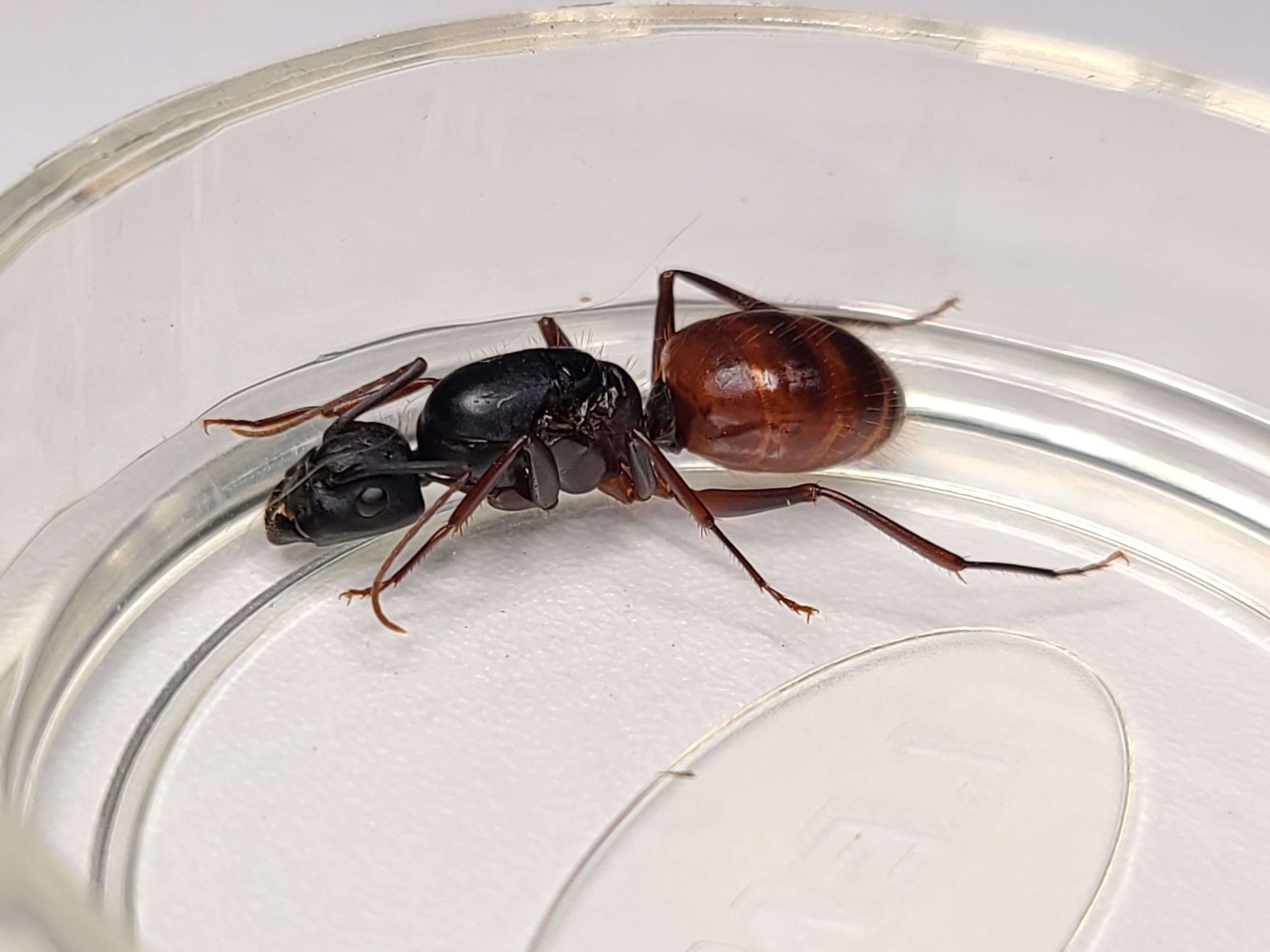Carpenter Ant Queen Live Queen Ant for Sale in Los Angeles, CA OfferUp