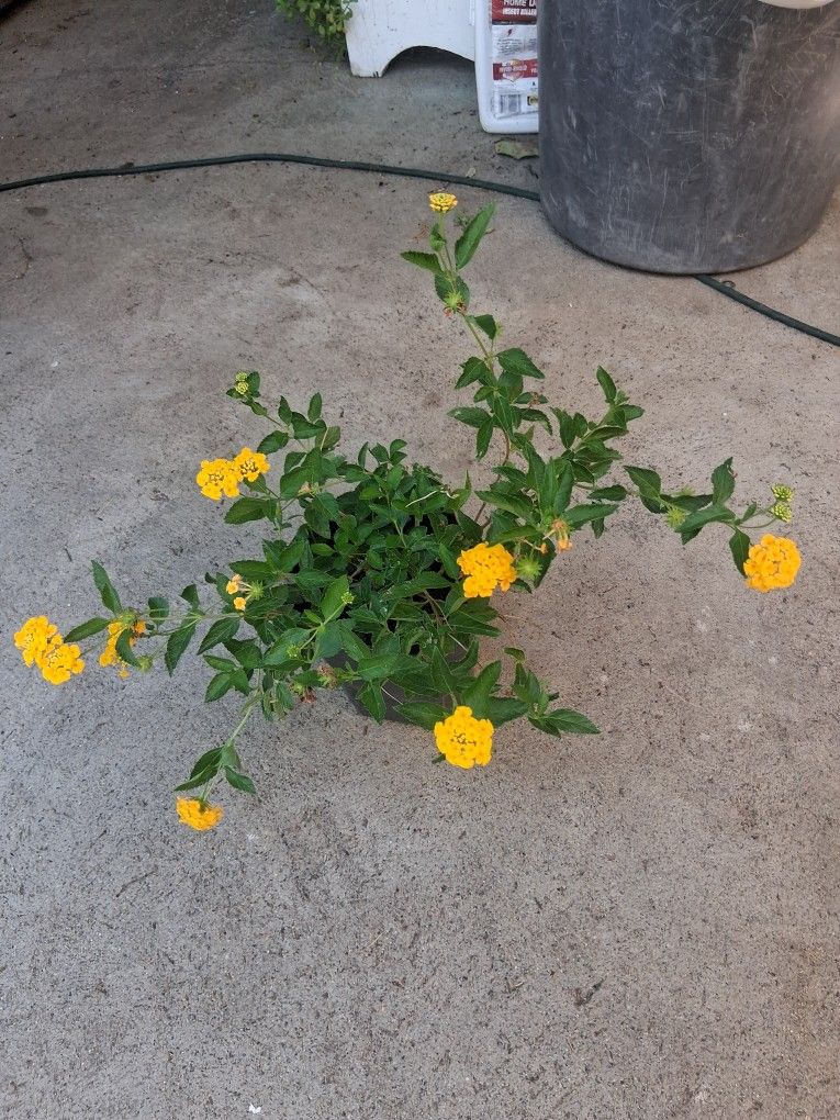 Lantana