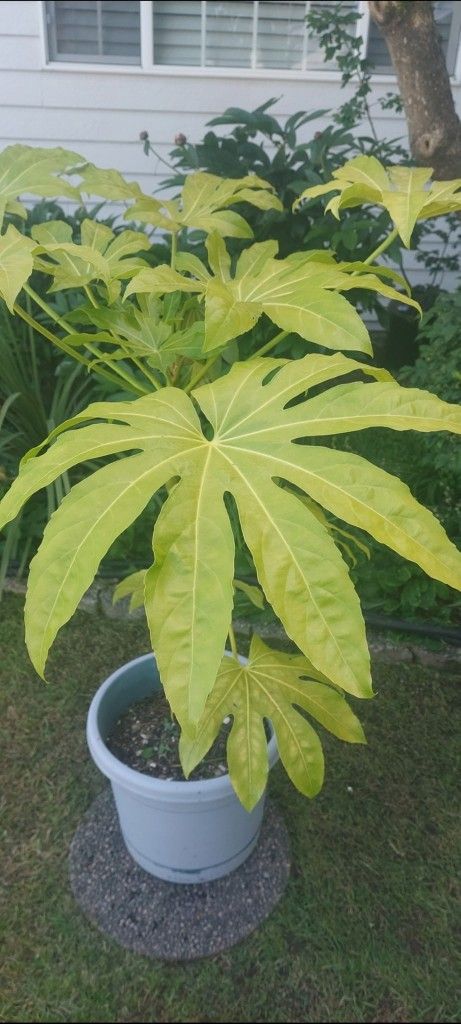 Fatsia Japonica 4'