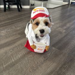 In N Out Dog Costume 