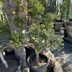 Japanese Boxwood Topiary Bonsai 