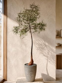 ~ 94” Tall Queensland Bottle Tree/ Brachychiton Rupestris (Planter Included) ‘Local LA Seller’