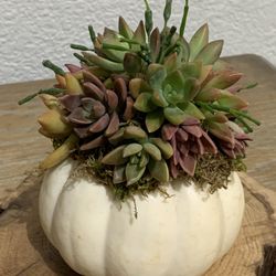 Set Of 3 Succulent  Pumpkin Arrangenent / LIVE Pumpkin / Succulent Fall Decor / Autumn Arrangement/ Halloween/ Thanksgiving Table Decor /live Plant