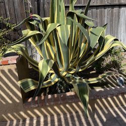 Free  (pick Up In Newbury Park)