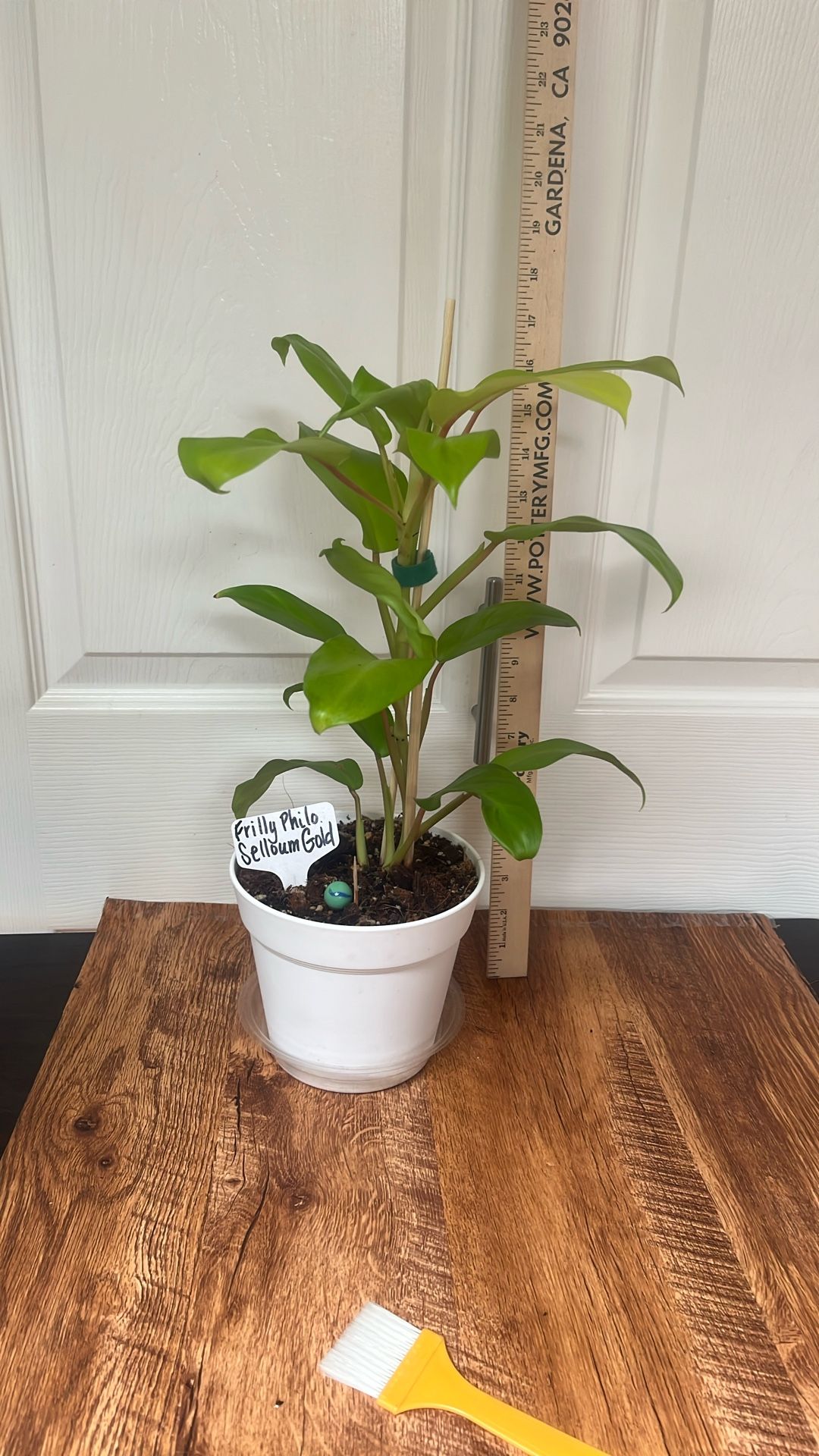 Frilly Philodendron Selloum Gold