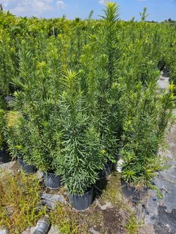 clusias podocarpus  Only  instant privacy  Hedge  for fences