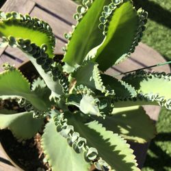 Mother Of Thousands Succulent Plant 
