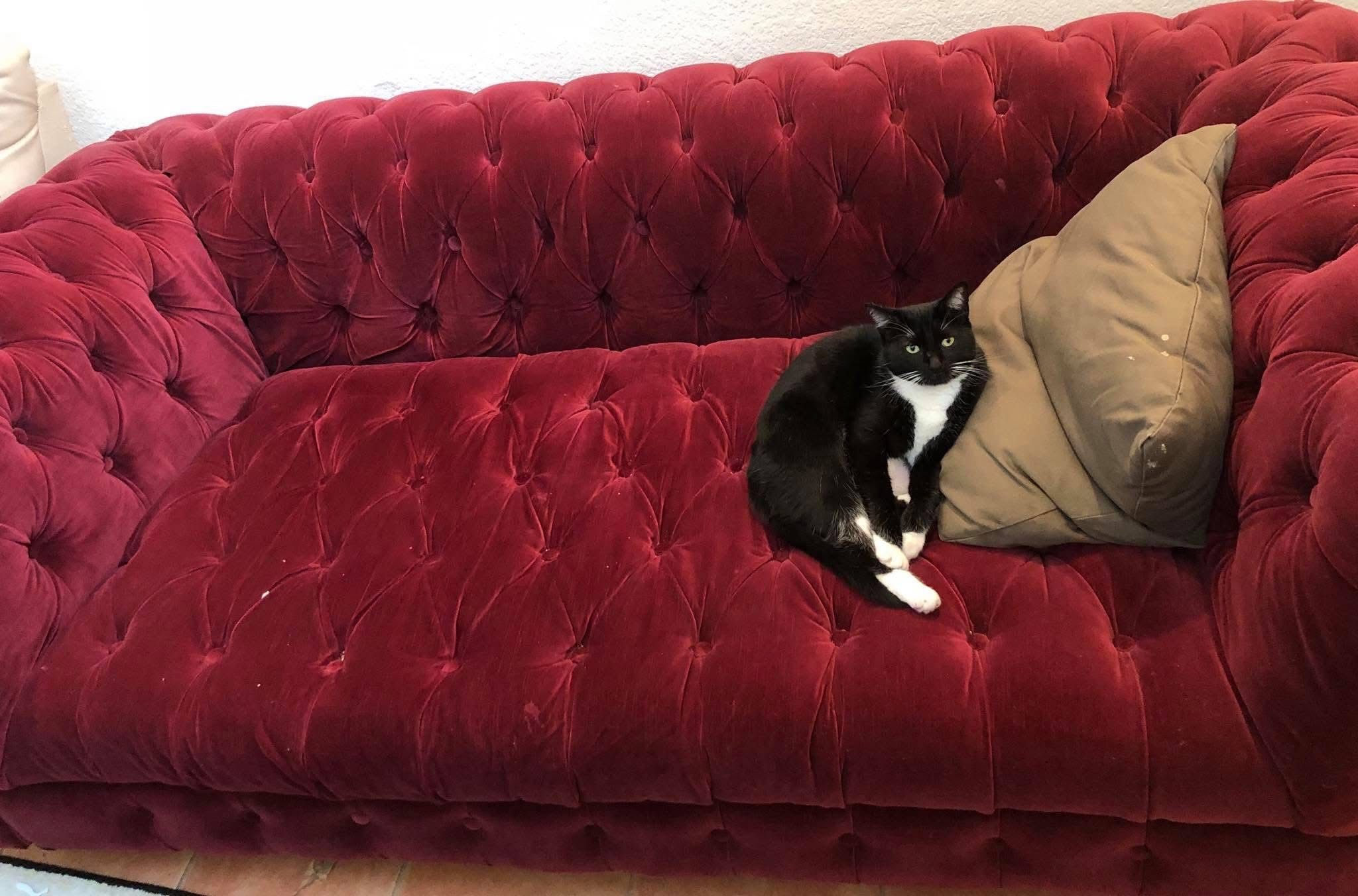 Deep Cushion Couch (minus the cat)