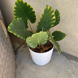 Alocasia Plant 