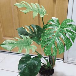 Monstera Starlight Variegated Plant 