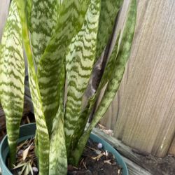 Snake plants