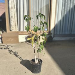 Weeping fig Tree Live Plant Medium