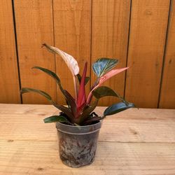 Philodendron Pink Birkin 4” pot (#2)