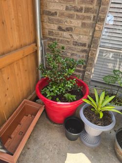 Plants pots