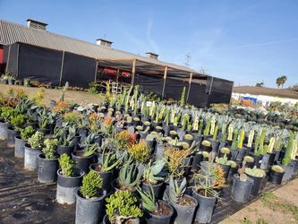 Cactus, Agaves & ECHEVERIAS